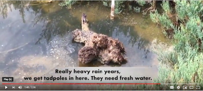 Ballona.Wetlands.Freshwater.predominantly.freshwater.supporting.tadpoles.not_.salt_.marsh