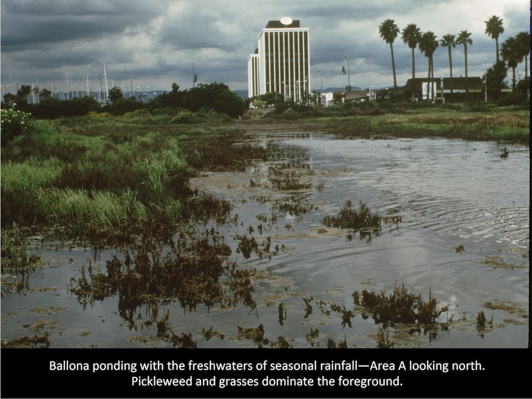 Ballona.Wetlands.seasonal.rainfall.ponding.Area_.A.predominantly freshwater.1950.Poland.hydrology.report.Baseline.Studies.of_.LA_.Basins.hydrology