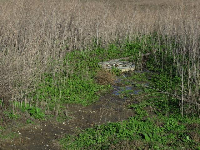 South Wetland Drain 2 - After Water Is Drained to Ballona Channel 1-23-17 31650779624_7b0e3ffafa_k_0.jpeg